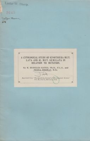 A Cytological Study of Cenothera Mut. Lata and Ce. Mut. Semilata in Relation to Mutation