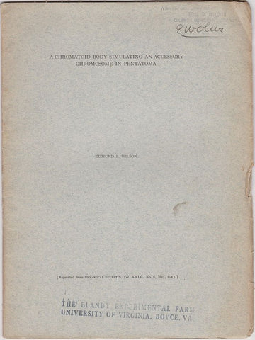 A Chromatid Body Simulating an Accessory Chromosome in Pentatoma