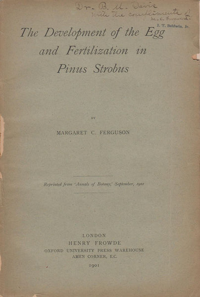 The Development of the Egg and Fertilization in Pinus Strobus