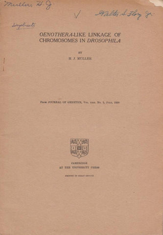 Oenothera-Like Linkage of Chromosomes in Drosophila