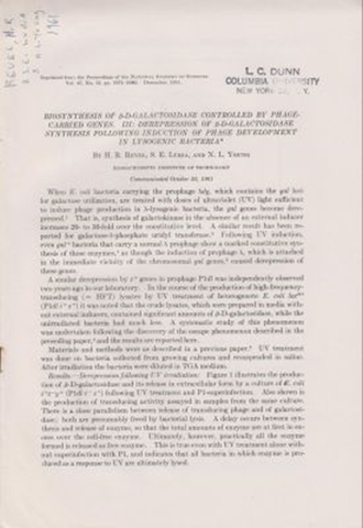 Biosynthesis of B-D-Galactosidase Controlled by Phage-Carried Genes. III. Derepression of B-D-Galactosidase Synthesis following Induction of Phage Development in Lysogenic Bacteria