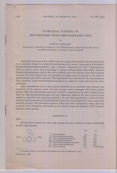 Supravital Staining of Mitochondria with Phenosafranin Dyes